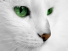 Аватар пользователя White_Kot