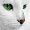 Аватар пользователя White_Kot